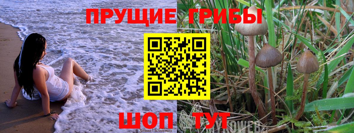 Псилоцибиновые грибы GOLDEN TEACHER  Вход с VPN  Шадринск 
